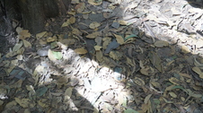 Enlarge photo 103
