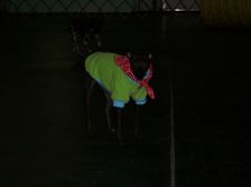 Enlarge photo 165