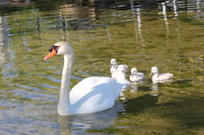 Enlarge photo 17