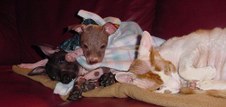 Enlarge photo 32