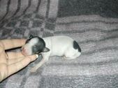Enlarge photo 3