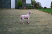Clyde