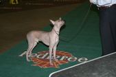 Dogshow