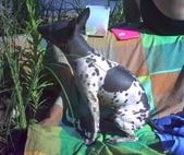 Hanna's Dogs