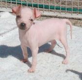 SunnyxTaavibabies (Kaarina's AHT litter)