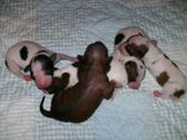 First Norway AHT Litter