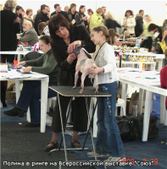 dogshows