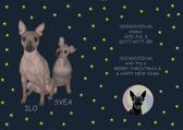 Skindividual Sphynx and AHT