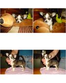 Enlarge photo 15