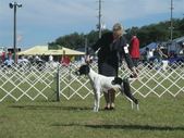 BeyoncexSterlingpuppies