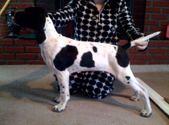 Ch. Alydar American Beauty Litters