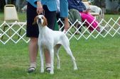 Pointer Nationals 07