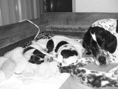 Enlarge photo 10