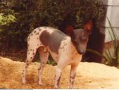 Enlarge photo 35