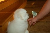 Enlarge photo 132