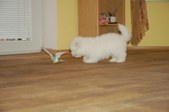 Enlarge photo 131