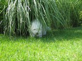 Enlarge photo 59