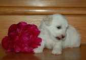 Enlarge photo 112