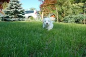 Enlarge photo 110