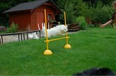 Enlarge photo 80