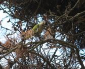 wildparakeets