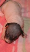 Enlarge photo 68
