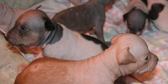 Enlarge photo 66
