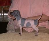 blairandopiepuppies