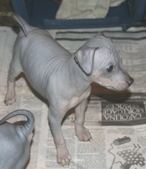 Brinda and Brody babies