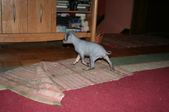 Enlarge photo 15