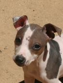 Cleo and Chevy babies