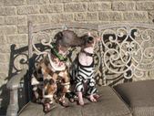 HarleyandBandit