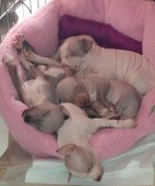 Kandy and Walkyr Babies