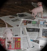 Enlarge photo 102