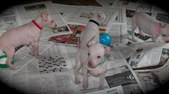 Enlarge photo 93