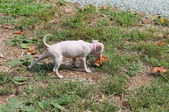 Enlarge photo 52