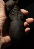 Enlarge photo 82