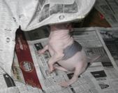 Enlarge photo 12