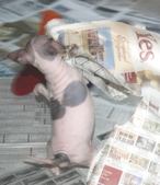 Enlarge photo 13