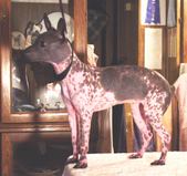 Lesliespuppy
