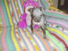 LilandBlackiepuppies