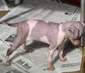 Enlarge photo 4