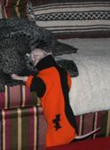 Enlarge photo 21