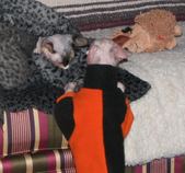 Enlarge photo 23