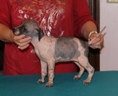 Scarlet X Artimus litter due