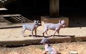 Sophina and Artimus babies