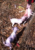 Summer X Trouble puppies