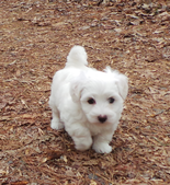 Sydney and Uno Coton babies