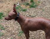 Sophina