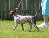 Zarra
